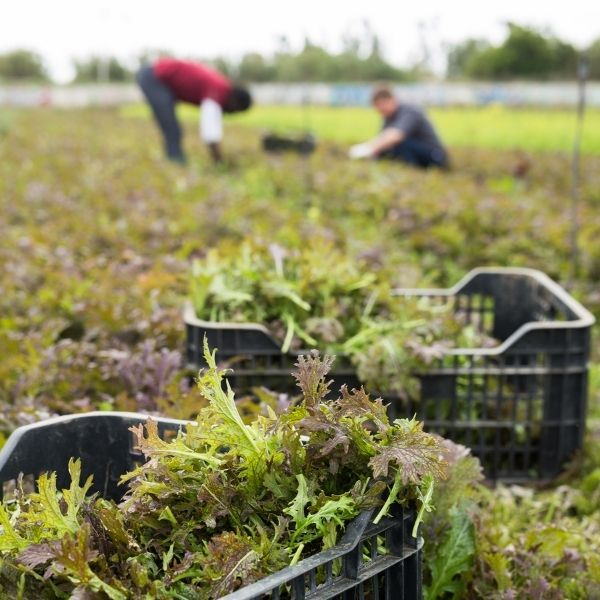 Red Mizuna lettuce, a fresh Holland vegetable, shown in a 0.125 kg pack with vibrant red and green leaves.