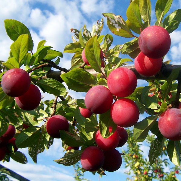 Red plums from Sharbatly, fresh and ripe, packed in a 1 kg bag, ready to eat or use in recipes.