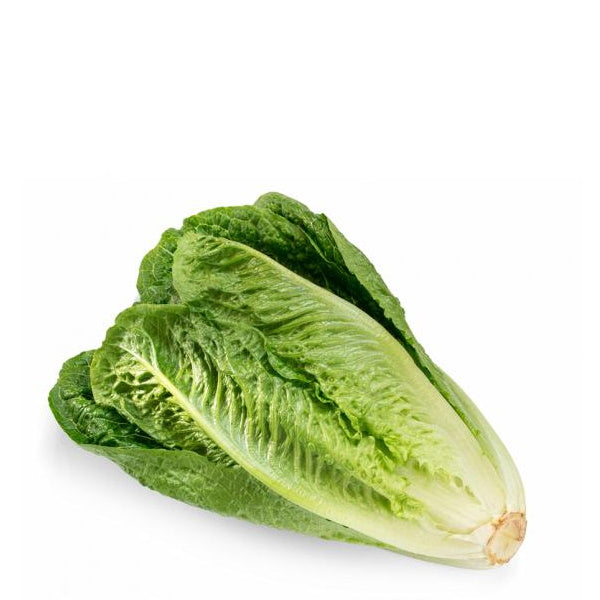 Single piece of Holland Romaine lettuce, also known as Cos lettuce, a fresh Spanish vegetable with crisp, green leaves.