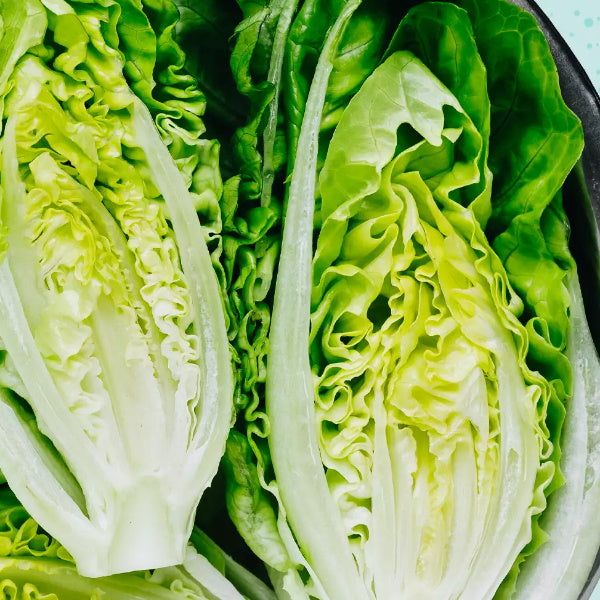 Fresh Romaine lettuce leaf from Holland, Spanish Cos lettuce, single vegetable piece, crisp and vibrant for salads and sandwiches.