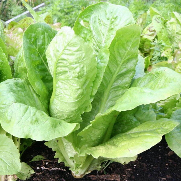 Fresh Romaine lettuce from Holland, a single crisp Spanish Cos vegetable leaf, ideal for salads and healthy meals.