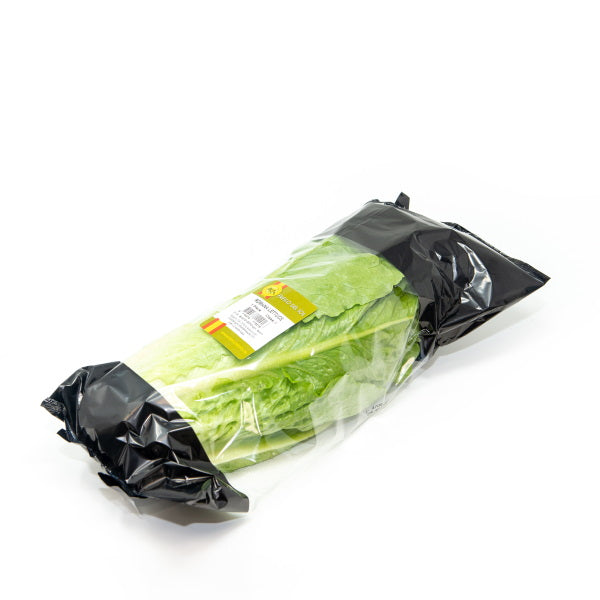 Holland Romaine Lettuce, Cos lettuce from Spain, single fresh vegetable head with crisp green leaves.