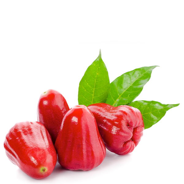 Fresh Thai rose apples, also known as wax apples, in a 0.5 kg pack, showcasing their vibrant, flower-like appearance.