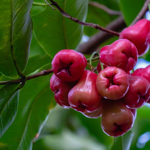 Fresh Thai rose apples, also known as wax apples, in a 0.5 kg pack, showcasing their vibrant red and green flower-like appearance.