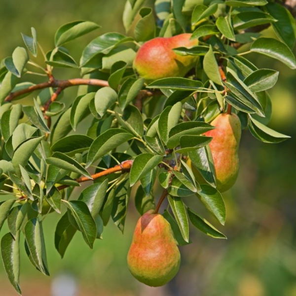 Fresh Pears Rosemarie from Sharbatly, 1 kg pack, showing ripe, green fruit with smooth skin and natural shape.