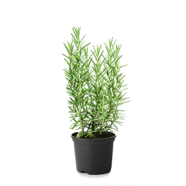 Organic Holland rosemary herb plant in a pot, fresh green leaves, single potted herb suitable for culinary use.