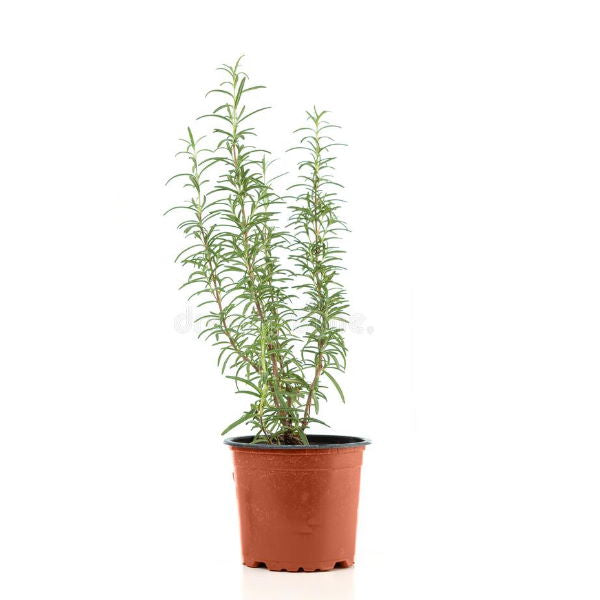 Organic Holland rosemary herb plant in a pot, fresh green, single healthy rosemary plant for cooking or gardening.