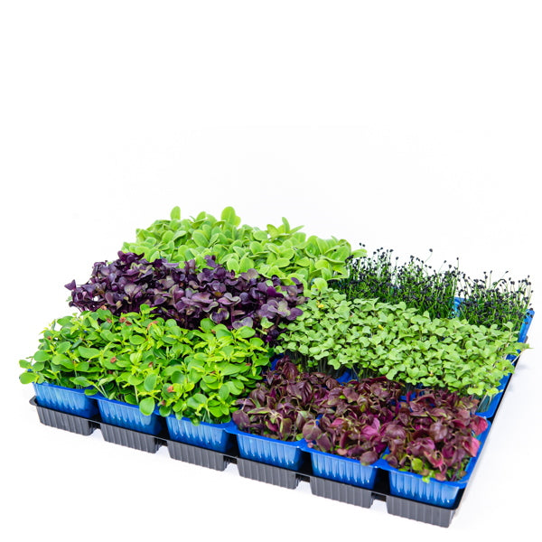 Fresh sakura mix cress herb, Holland brand, with 16 pieces of vibrant, delicate edible greens for salads and garnishes.