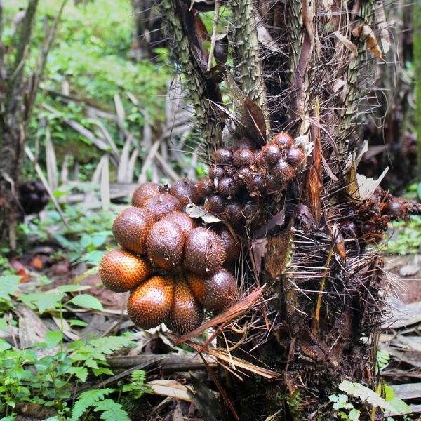 Fresh snake fruit (salak) from Thailand, 0.5 kg pack, showing reddish-brown scaly skin and stacked in a natural setting.
