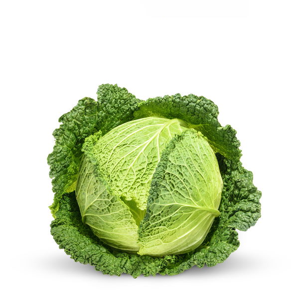 Fresh Holland savoy cabbage, single vegetable piece with crinkled leaves, ideal for fresh salads and cooking.