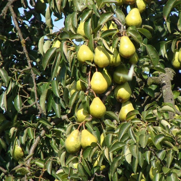 Fresh Vermont Beauty pears from Sharbatly in a 1 kg pack, showing ripe, juicy pears with smooth yellow-green skin.