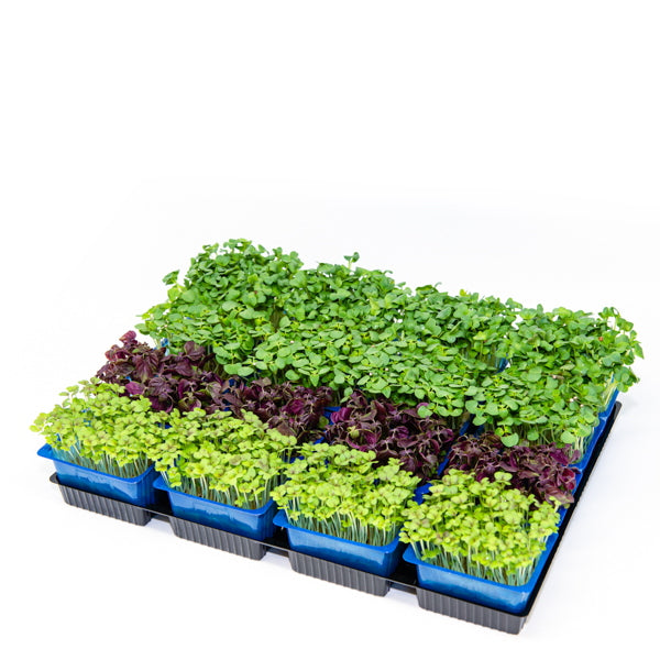 Holland Shiso and Cress mix, fresh vegetable garnishes with 16 pieces, vibrant green and purple leaves for culinary use.