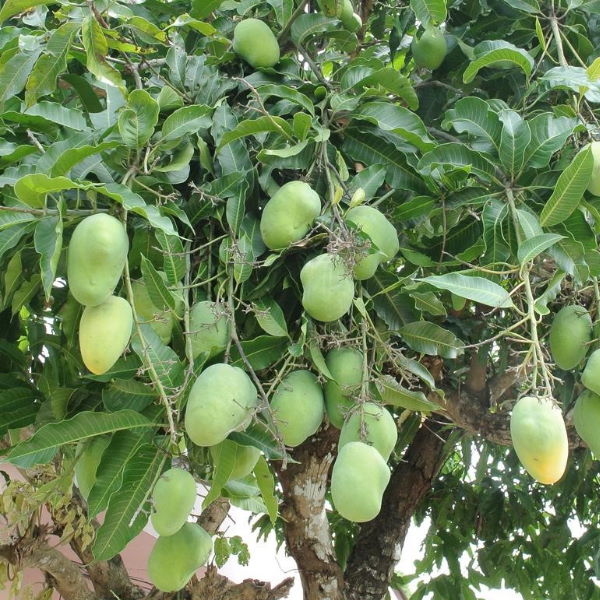 Fresh Sindhri mangoes in a 2.5 kg carton from Local Market, showcasing ripe, juicy mangoes ready to enjoy.