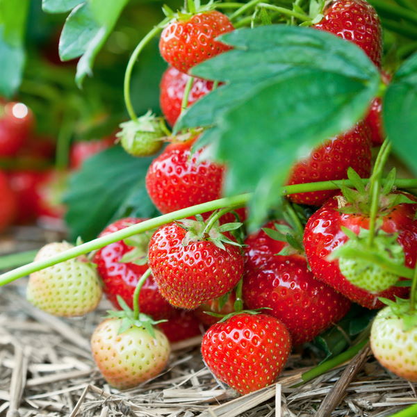 Fresh red strawberries in a 0.25 kg pack by Sharbatly, showcasing vibrant, ripe fruit ready for consumption.