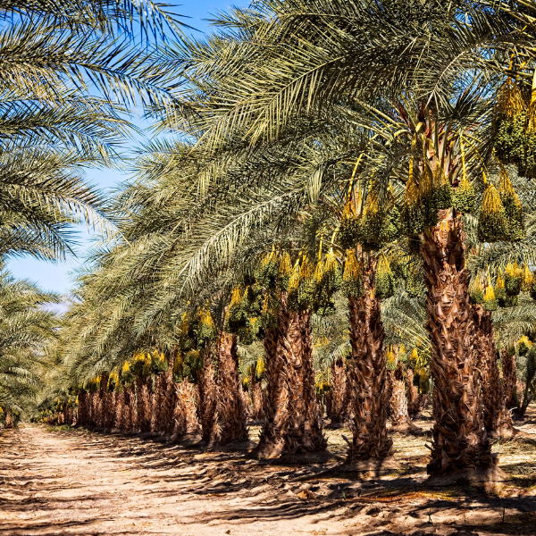 Fresh Sukkari dates from Local Market in a 0.5 kg pack, showcasing shiny, plump dates with a rich, sweet appearance.