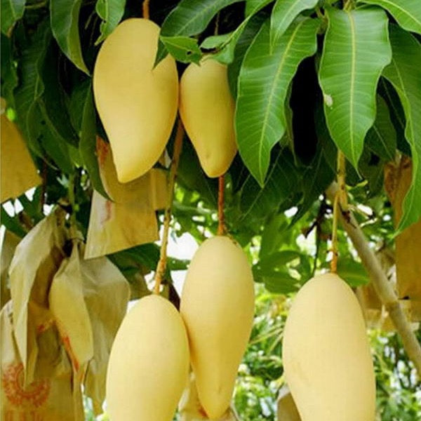 Single Thai Nam Dok Mai mango fruit from Thailand, showcasing its ripened, golden-yellow skin and smooth, elongated shape.