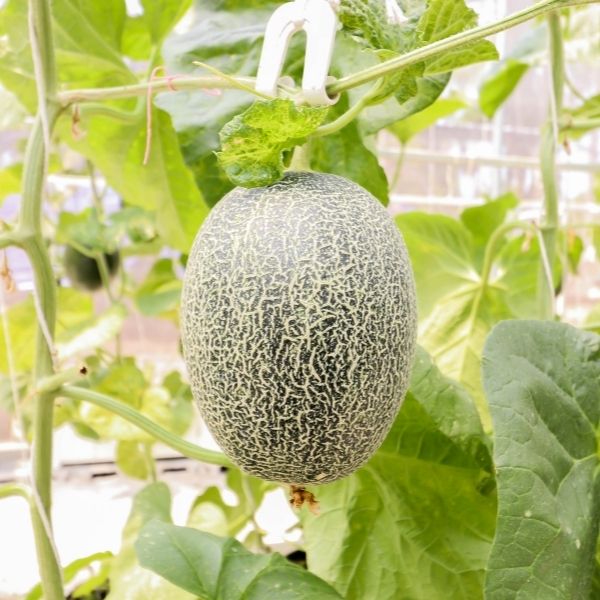 Single piece of Holland cantaloupe melon, fresh and ripe, showcasing orange flesh and green rind.