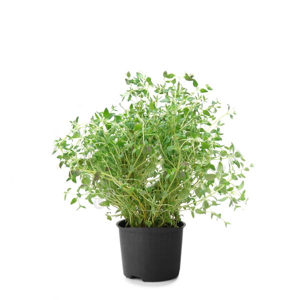 Organic thyme herb plant in a pot by Holland, fresh green leaves in a natural setting.
