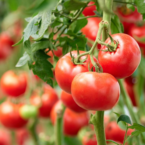 Hydroponic Mahasil round tomatoes in a 3 kg carton, fresh and ripe vegetable suitable for salads and cooking.