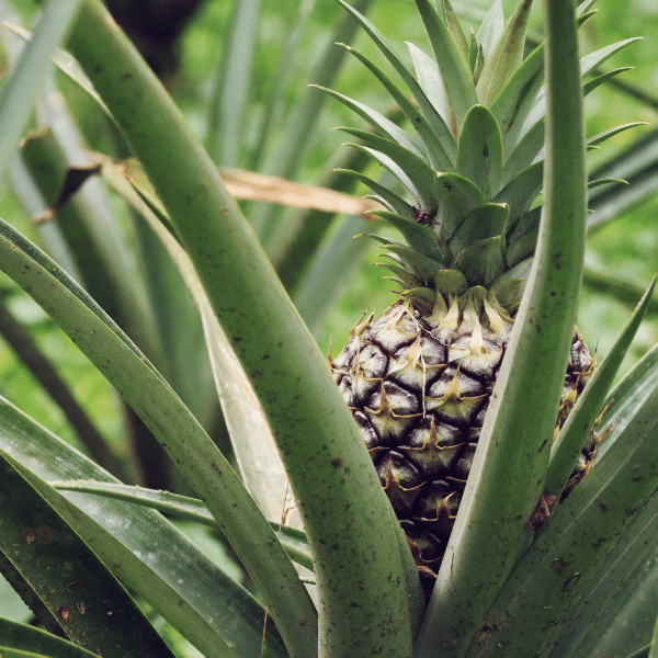 Golden pineapple from Sharbatly, single ripe fruit with textured yellow skin and leafy crown, ready to eat.