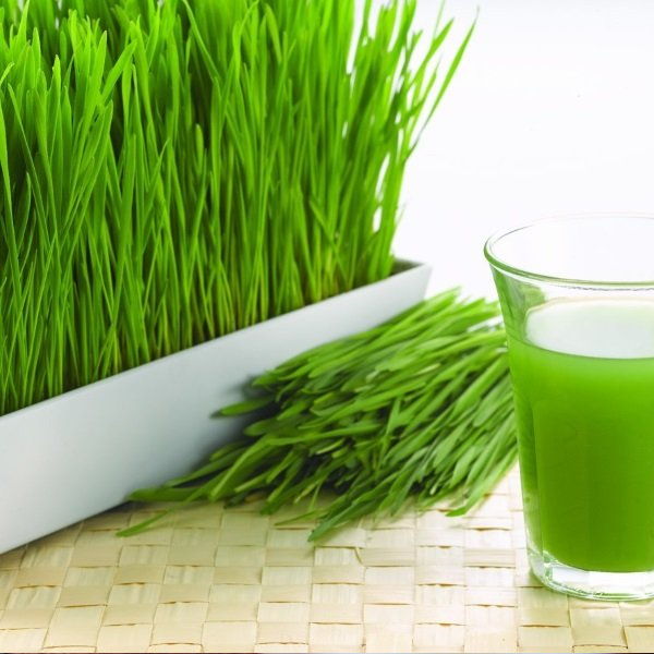 Holland Cress wheatgrass herb in a 0.5 kg box, fresh green wheatgrass with vibrant shoots and healthy foliage.