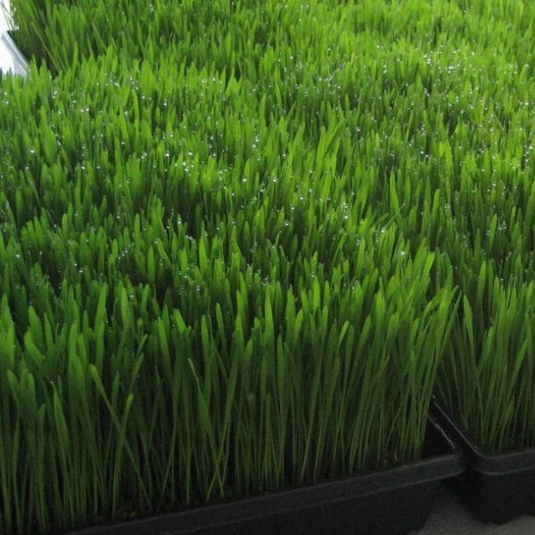 Holland Cress wheatgrass herb in a 0.5 kg box, fresh and vibrant green wheatgrass ready for juicing or salads.
