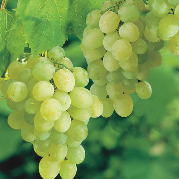 Fresh white seedless grapes in a 0.5 kg pack from Sharbatly, showcasing plump, juicy fruit with a smooth, translucent skin.