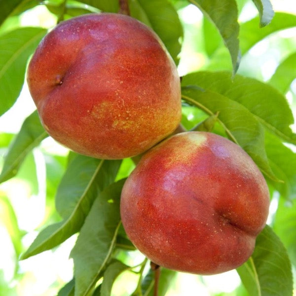 Fresh white nectarines in a 1 kg pack from Local Market, showcasing ripe, juicy fruit with smooth skin.