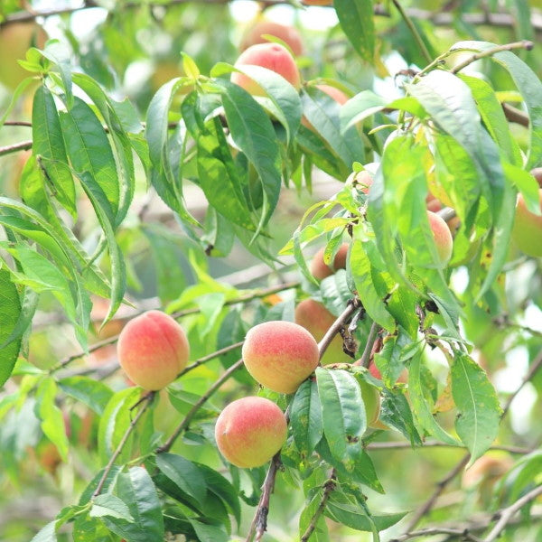 White peaches from Sharbatly in a 1 kg pack, fresh and ripe, displayed in a close-up image highlighting their juicy, smooth skin.