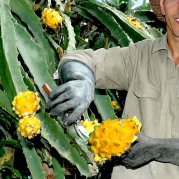 Single yellow dragon fruit (yellow pitaya) from Holland, fresh and ripe, showcasing bright yellow skin and vibrant interior.