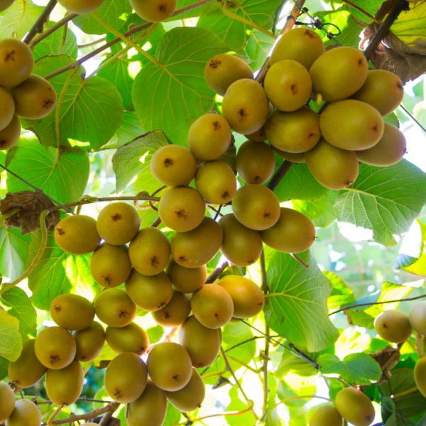 Bright yellow Sungold Kiwifruits by Zespri, 6 pcs, fresh and ripe fruit with fuzzy skin and vibrant yellow interior.