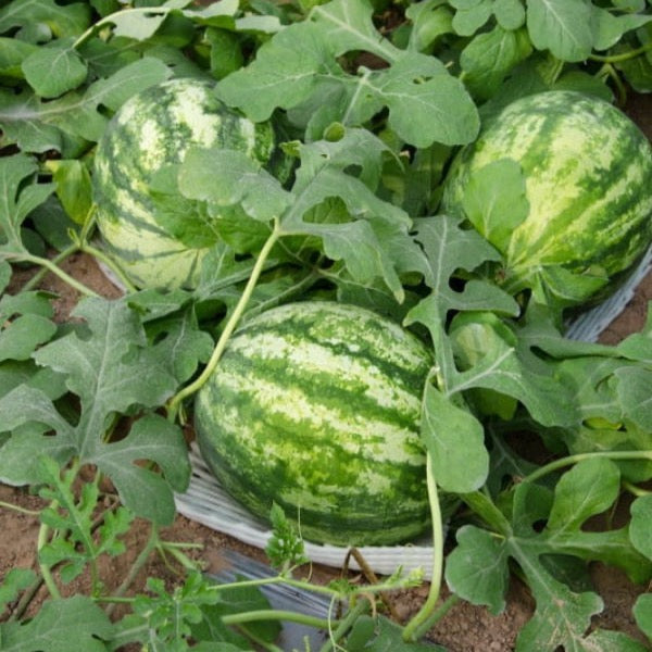 Yellow watermelon baby long fruit from Thailand, fresh and ripe, shown in a single piece with vibrant yellow flesh.
