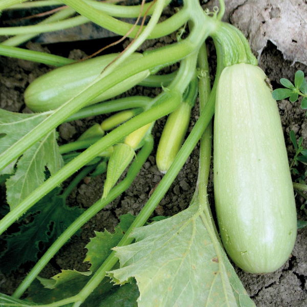 Fresh green zucchini (courgettes) in a 1 kg pack, displayed on a produce stand by Local Market.